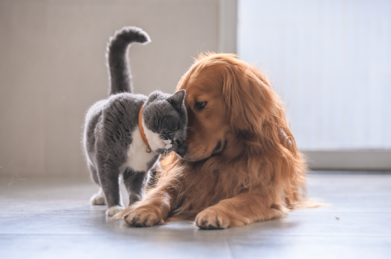 Dog and cat getting along