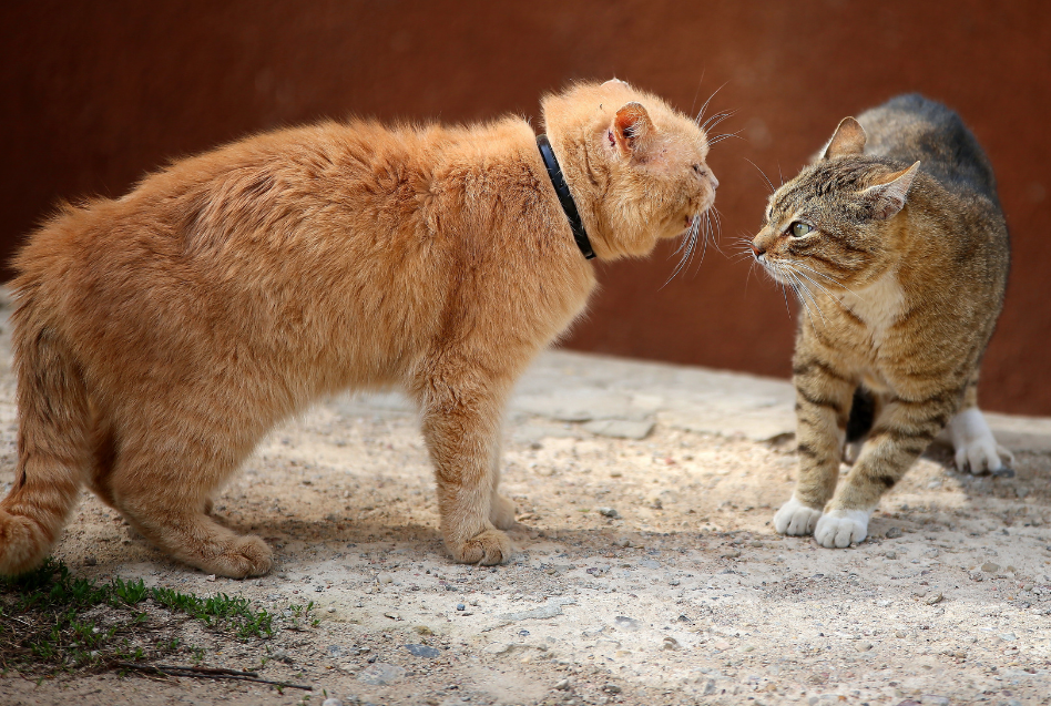 territorial cat fight