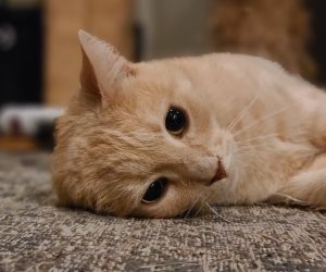 Jerry orange cat